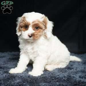 Harley, Cavapoo Puppy